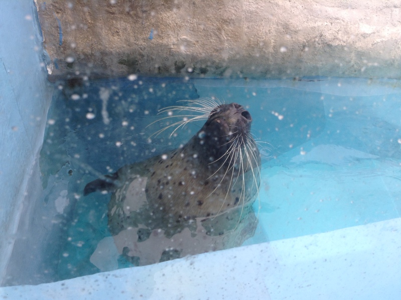 アシカのあくび