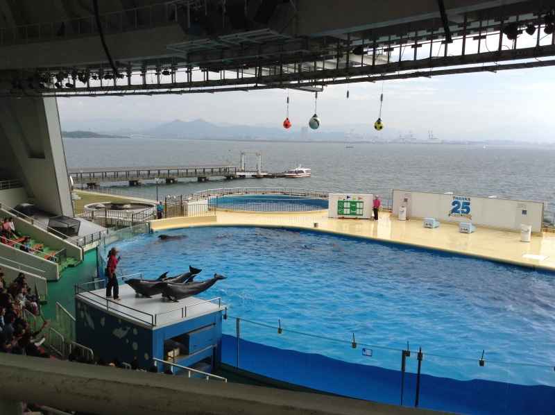 イルカショー