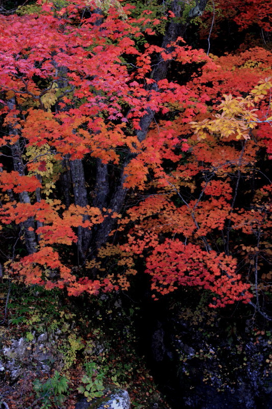 灯火をかかげて-もみじ