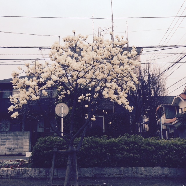 沓掛公園のモクレン