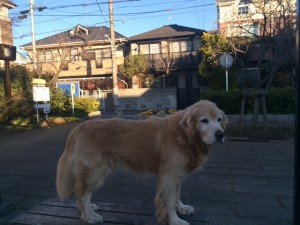 元旦の朝、沓掛公園にて④