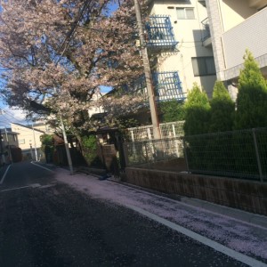 桜絨毯1