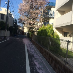 桜絨毯2